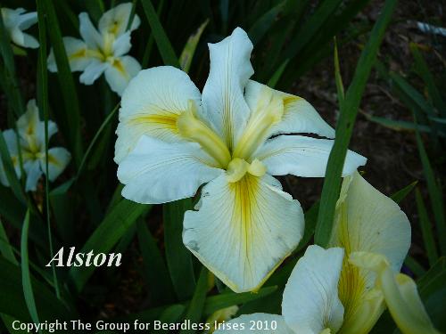 Alston 